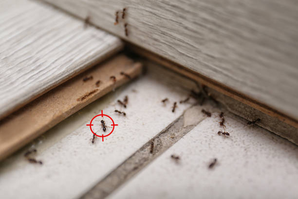 Best Bed Bug Extermination  in San Juan Pistrano, CA